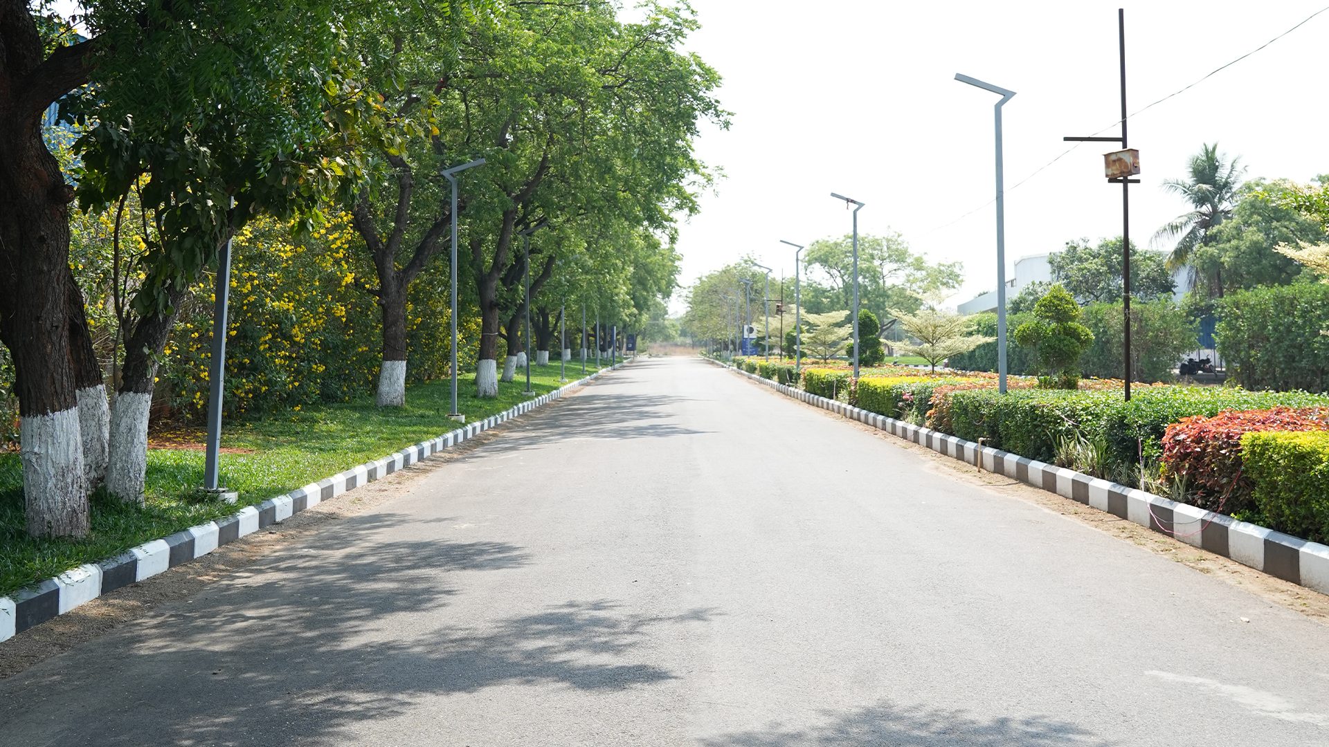 The tree-lined approach avenue leading to the property, painted kerbs either side.